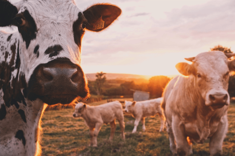 The Australian agtech innovations helping farmers do more