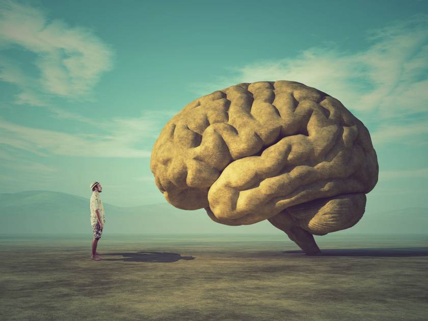 brain
