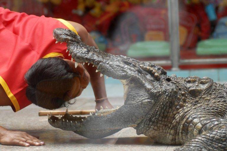 crocodile