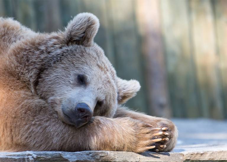 ECONOMIC HIBERNATION: Morrison government looks at 6-month mortgage repayments holiday, rent, utilities and small business relief
