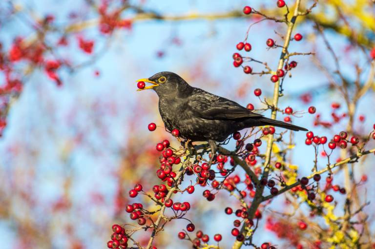 Canva and the five tech unicorns that are the wind beneath Blackbird’s wings