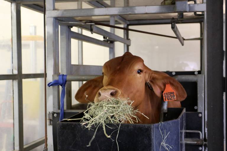 FutureFeed, the CSIRO-backed startup reducing greenhouse gas emissions from cattle, just won US$1m it will use it go get Aboriginal people into farming
