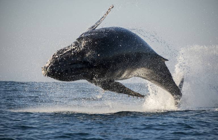 VIDEO: How startups set up for success with governments and whale customers