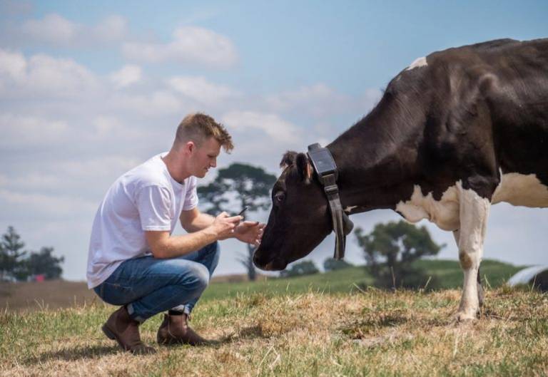 Kiwi agtech Halter plants NZ$85 million Series C for its cow collars