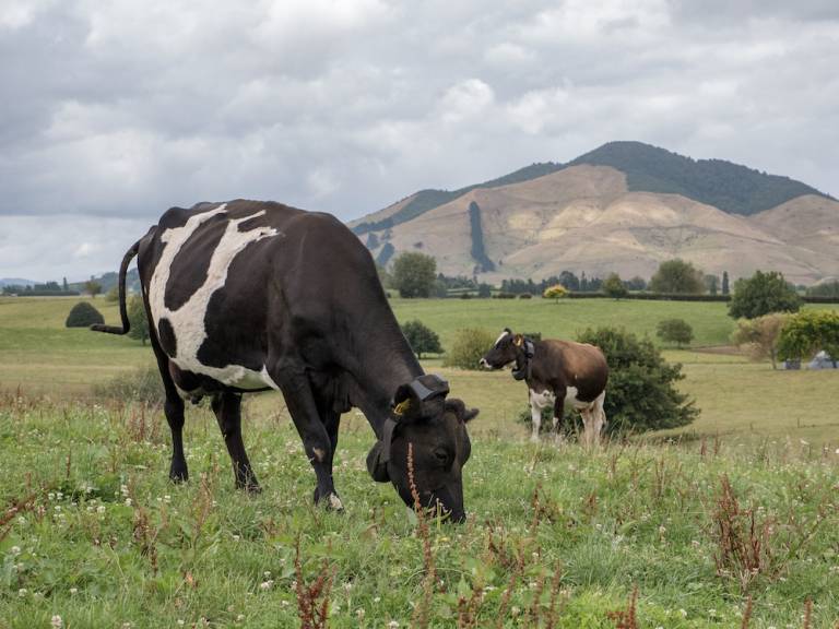 Ignition Lane’s Weekly Wrap: VC investment peaks, cowtech as bro, Big Tech earnings soar
