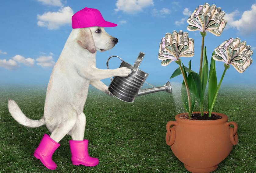 Dog, money, nurture