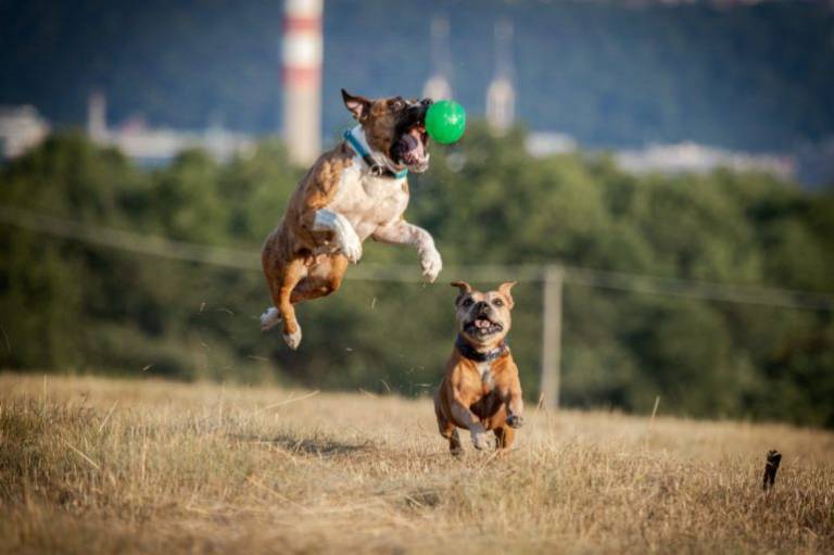How to win the battle for IT talent for your startup