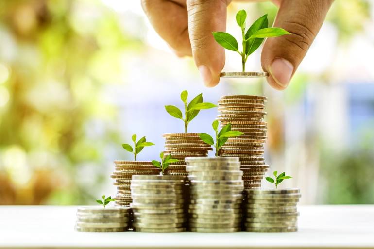money plant grow