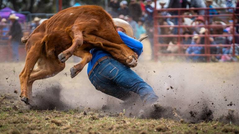 cattle, wrangle, cowboy