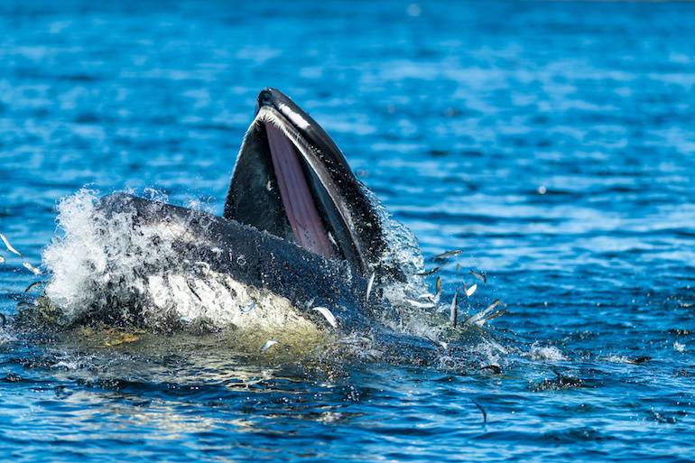 whale