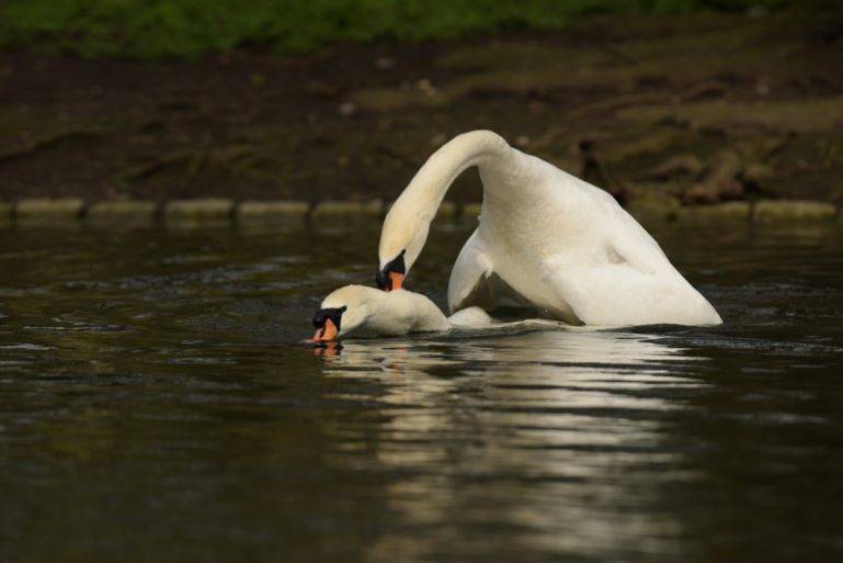 Swans