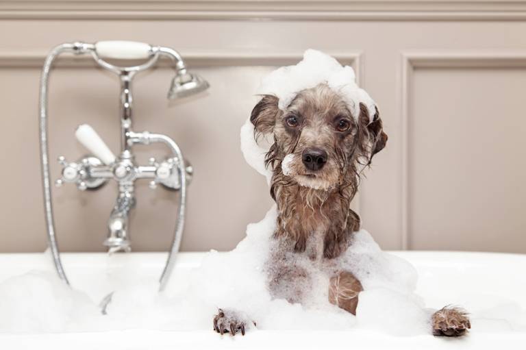 Here’s what science says about dog ‘talking buttons’ and how your pet understands what you’re saying