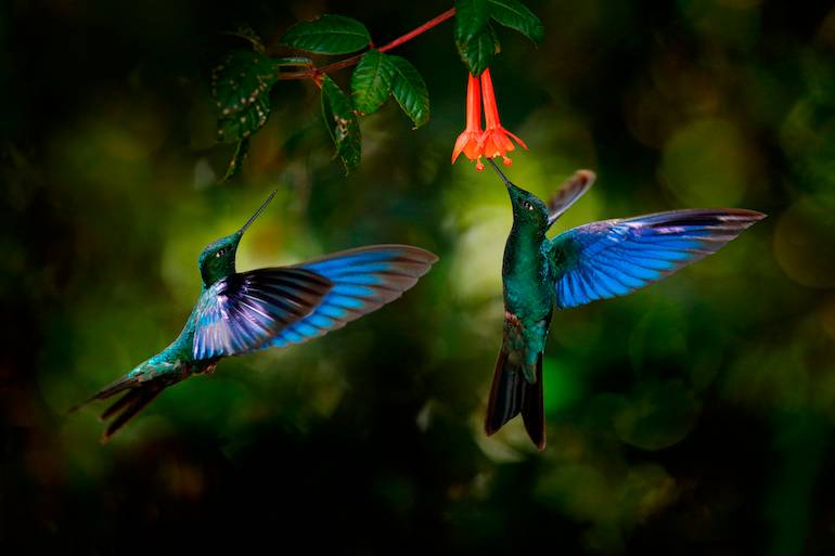 Hummingbirds