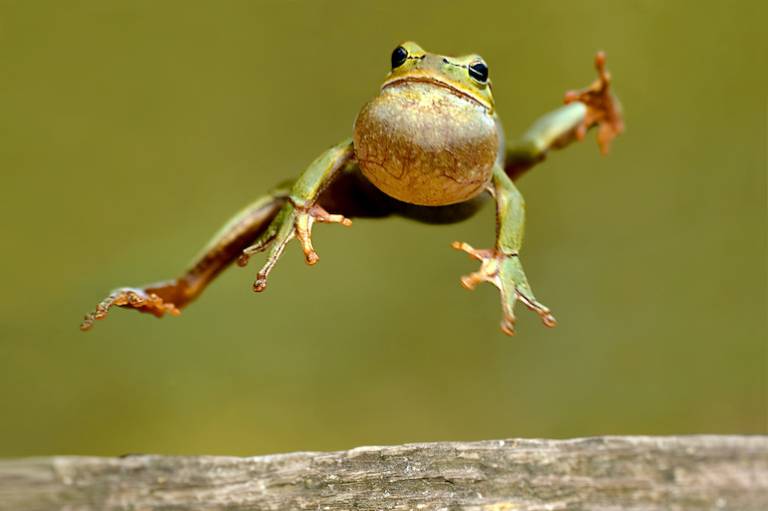 Giant Leap’s Small Steps: LeapFrog’s 10x impact and the power of big plans