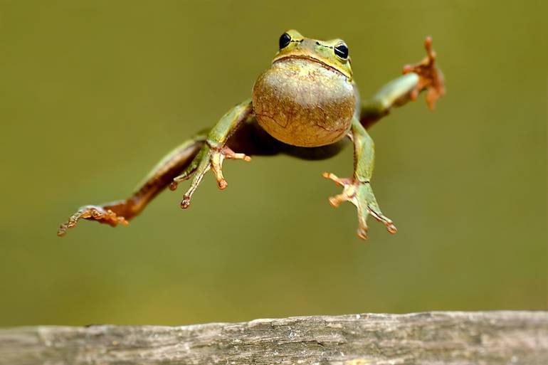 Frog jumping