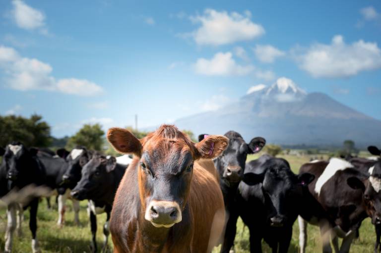 Kiwi agritech startup Protag raises $1m