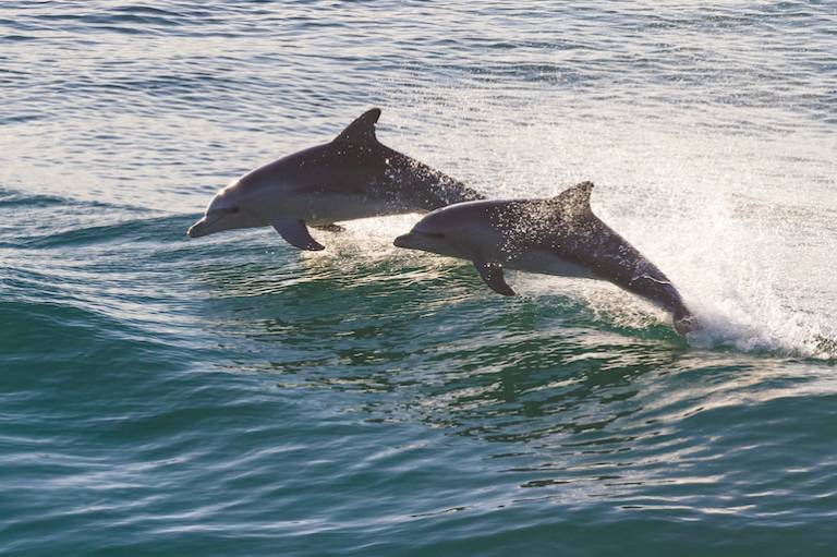 Ocean Impact Organisations chooses two Australian startups for its first accelerator