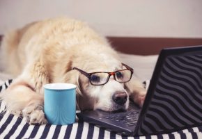 Coffee dog
