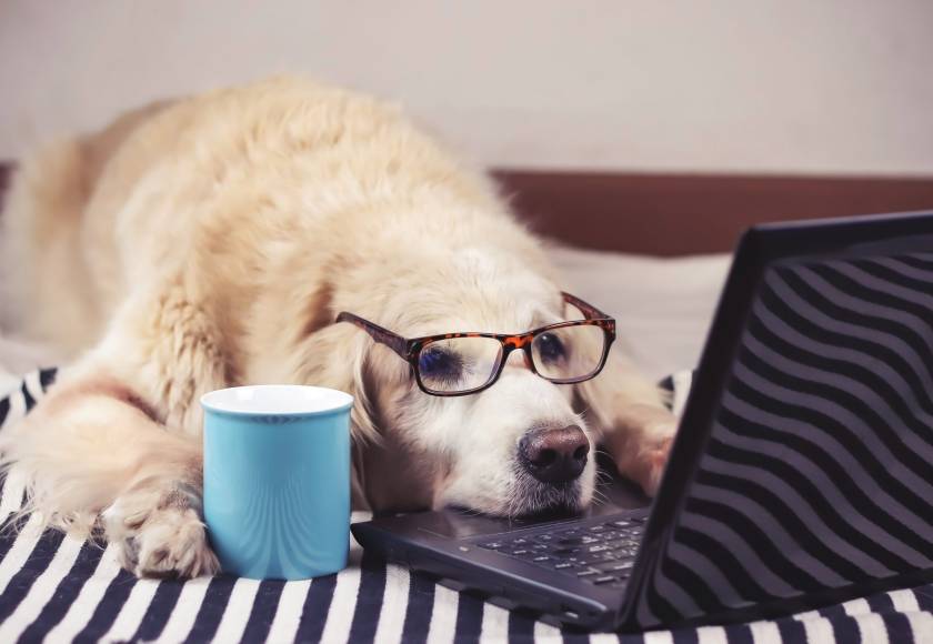 Coffee dog