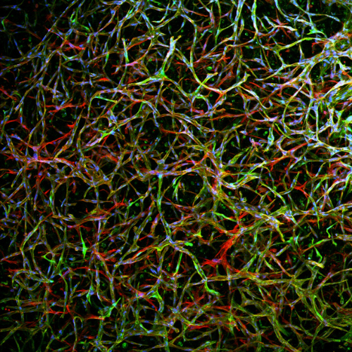 gelomics