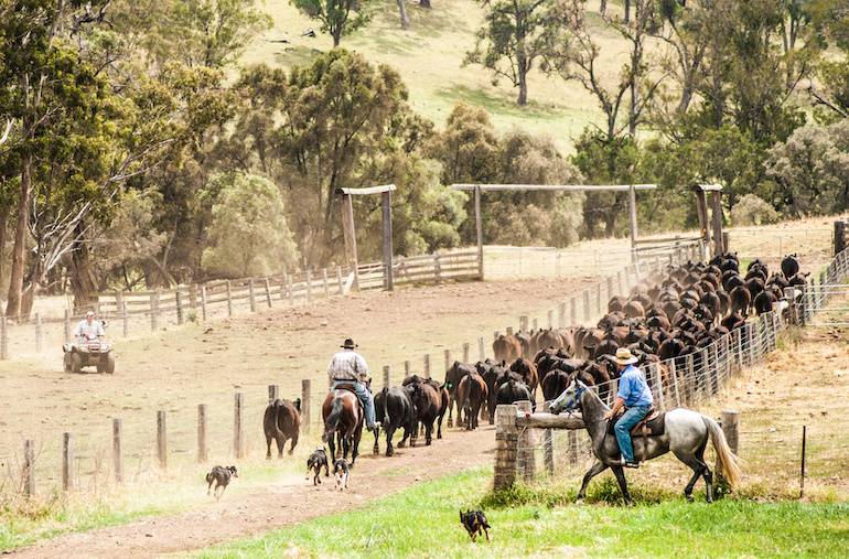 Muster farm, cattle