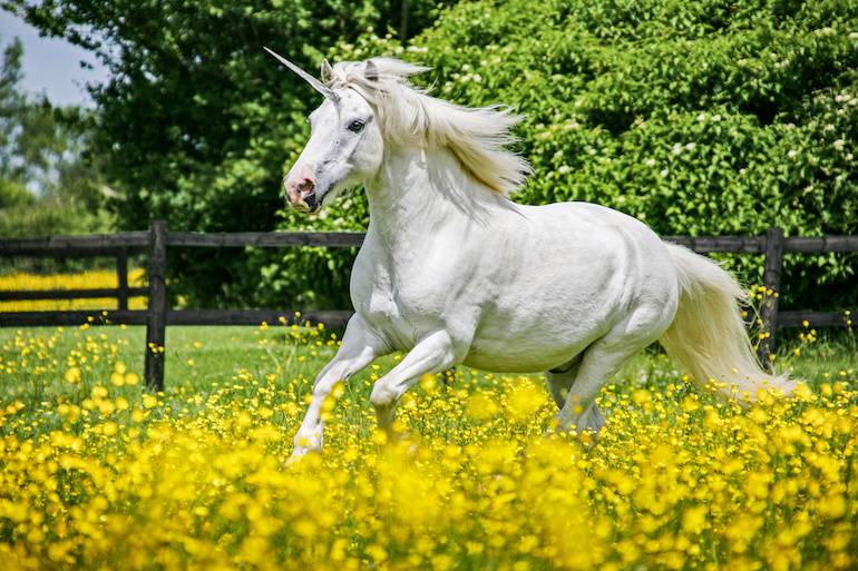 unicorn