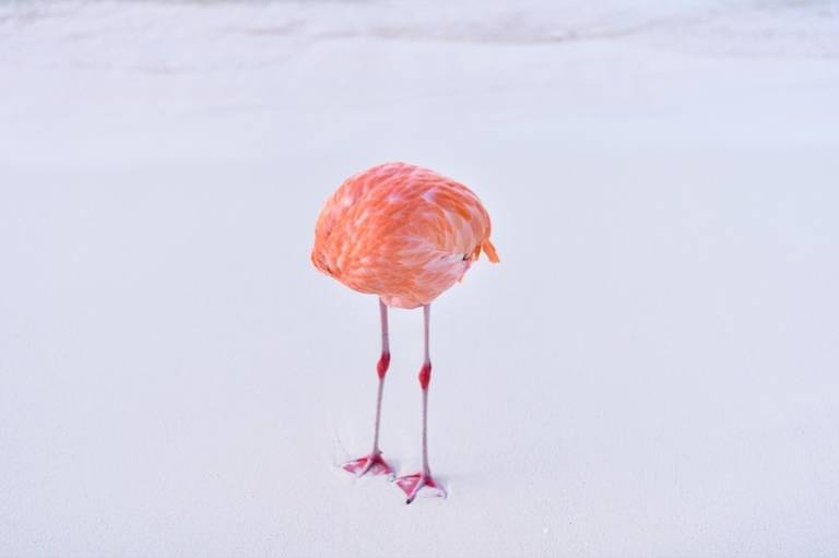 A photographer trolled an AI art competition with a real photo – and won
