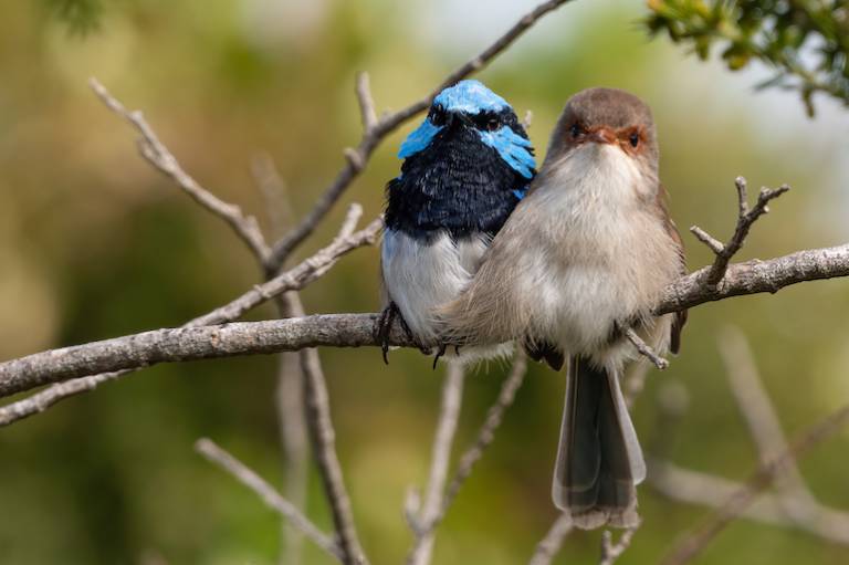 Retail marketplace Little Birdie to fly again after Cashrewards takeover