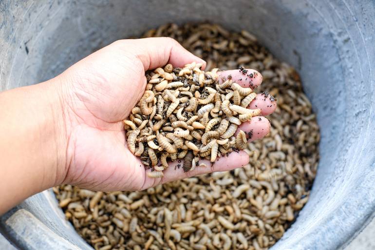 Black soldier fly larvae