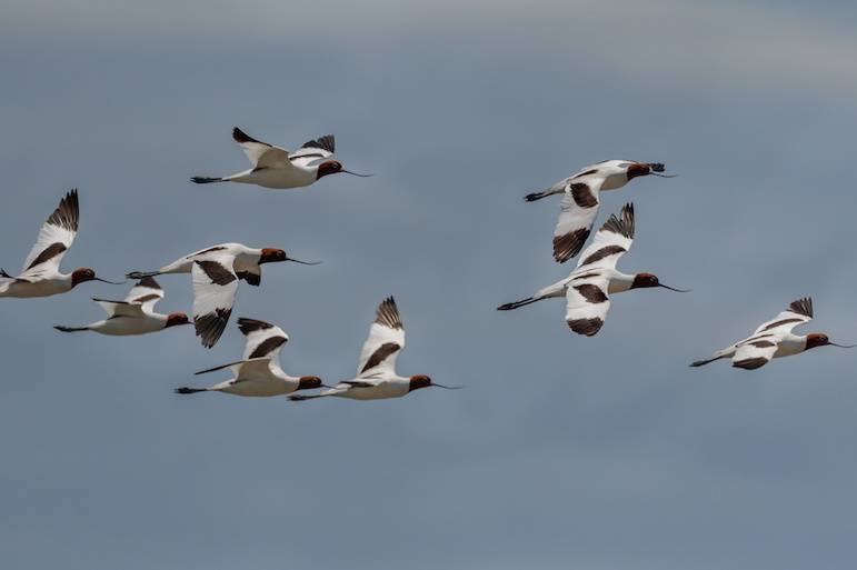Birds in flight