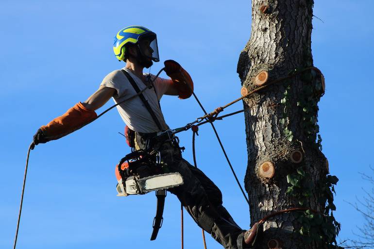 tree pruner, lopped tree