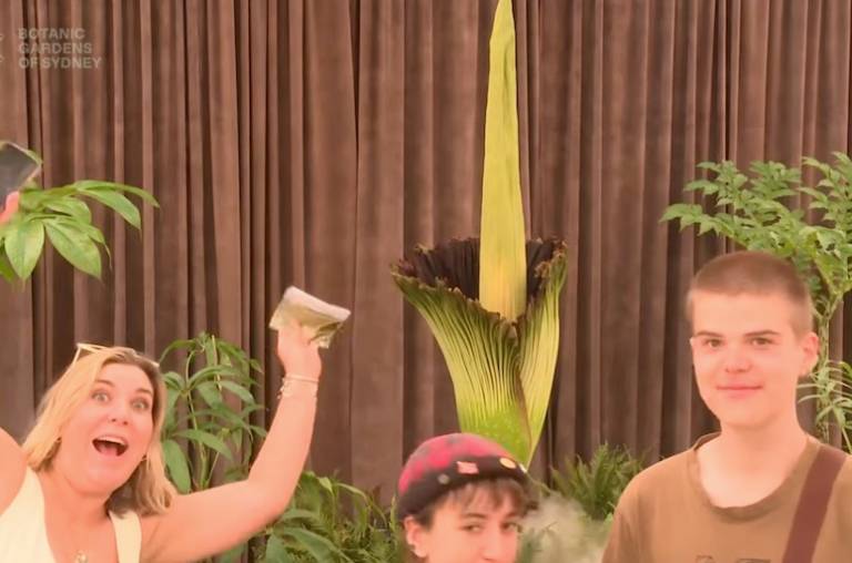 9000 people are currently watching a plant that stinks bloom in Sydney’s Botanic Gardens