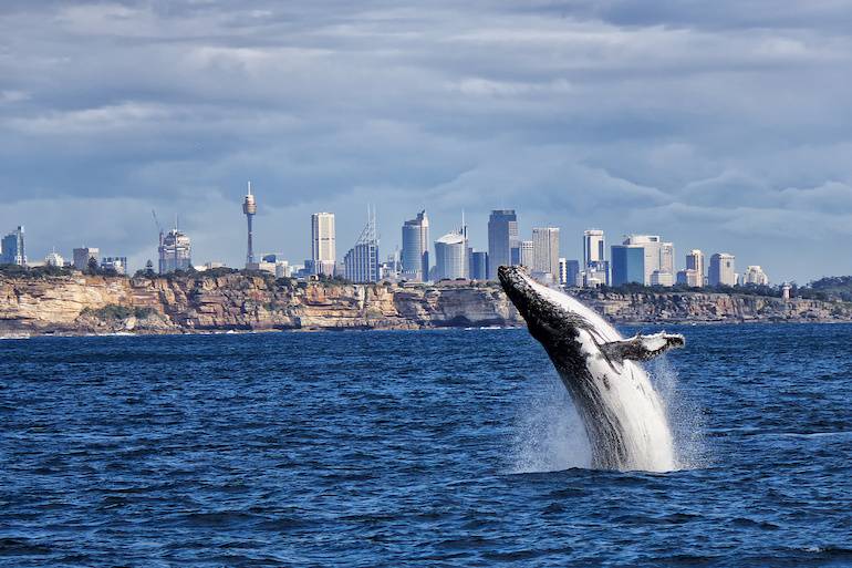 Humpback Whale and Sydney skyline